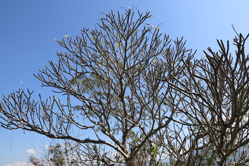 Poster - Arbre au mont Phu Si à Luang Prabang, Laos	