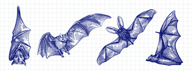 Wall Mural - Hand-drawn sketch set of bats. Flying bat, bat hanging upside down, front view of the bat, bat from the back view	