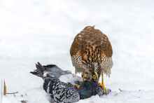 Eurasian Sparrowhawk (Accipiter Nisus) Caught Feral Pigeon (Columba Livia). Soft Focus.