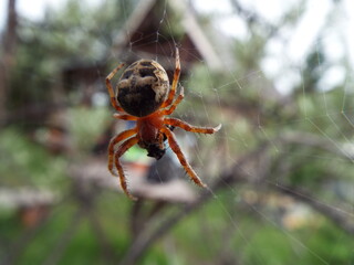 Spider is on the web