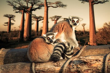 Canvas Print - Lemurs on their natural environment