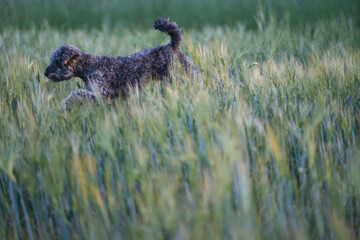 Cute 1 year old grey colored silver poodle dog  jumping happily through a corn field at sunset