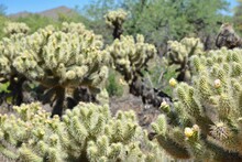 Teddy Bear Cholla Cactus Sonoran Desert Arizona Phoenix Scottsdale