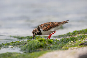 Poster - Ruddy Turnstone (Arenaria interpres) in the natural habitat.