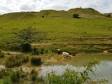 Fototapeta Sawanna - sheep drinking water- Cleeve Hills, Cheltenham, England