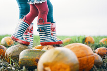 Two Pairs Of Striped Wellington Boots In A Pumpkin Field, The Child's Boots Walking On Pumpkins.