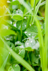 Green grass background. Grass after rain. The drops on the leaves.