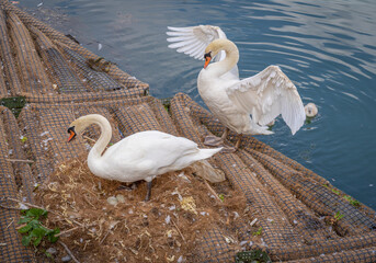 Paris, France - 05 24 2020: Villette Canal district. Family white swans from the Ourcq canal