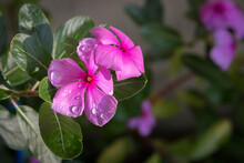Raindrops Are Shining In A Pink Periwinkle