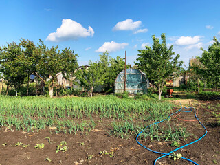 In the daytime, there are two small polycarbonate hothouses on the garden plot in summer or spring.Concept: ecology, gardening, gardening, greenhouse, corn, crop production, agriculture.