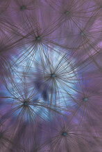 Fantastic Blue And Purple Abstract Dark Background Or Wallpaper. Inverted Shot Of A Ripened Fluffy Dandelion Head With Seeds Close-up. Mystical Floral Plant Pattern. It Looks Like A Full Moon