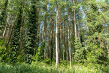 Fototapeta Perspektywa 3d - A Forest