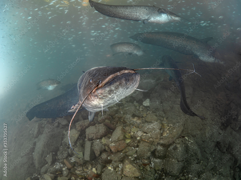 Fish Le Bled Catfish in lake Bled Stock Photo | Adobe Stock