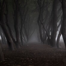 Forest In The Fog