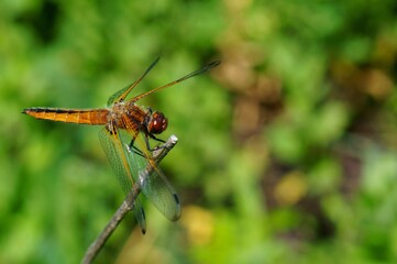 Wall Mural - Dragonfly in the green grass. Natural background. Insects in nature.