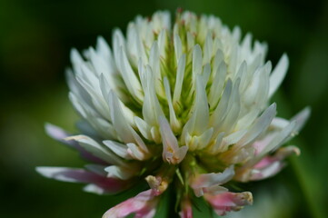 Wall Mural - Blooming clover flower in the field. Natural background.