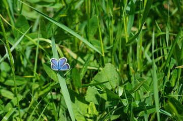 Poster - butterfly