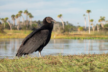 A Black Vuloture Suns Itself At Dawn At Orlando Wetlands Park East Of Orlando, Florida.