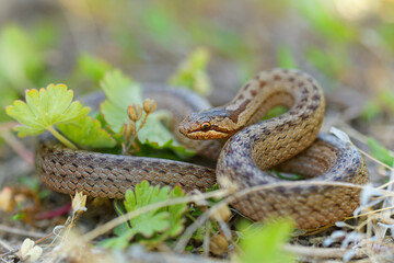 smooth snake - coronella austriaca species of non-venomous brown snake in the family colubridae. the