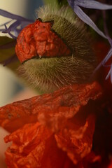 Wall Mural - Large fluffy bud of red poppy and cornflower petals. Macro