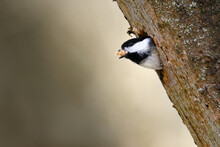 A Black-capped Chickadee Conducts Some Spring Cleaning Of A Tree Hollow At Taylor Creek Park In Toronto, Ontario.