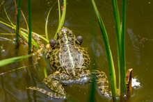 Breeding Male Frog Rana Ridibunda (Pelophylax Ridibundus) Singing With Vocal Sacs On Both Sides Of Mouth In Garden Pond. Close-up Frog Rana Ridibunda In Natural Habitat.