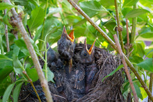 Bird Nest With Young Birds - Eurasian Blackbird.