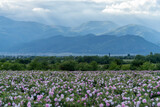 Fototapeta Kwiaty - Valley covered in bulgarian pink rose during sunset