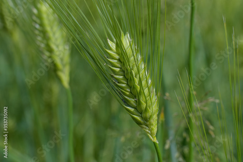 Ripening bearded barley. It is a member of the grass family, is a major cereal grain grown in temperate climates globally and doubles as a winter cover crop.