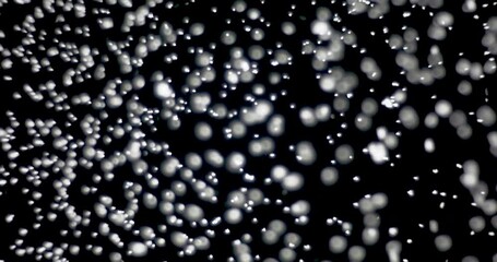 Wall Mural - white snowflakes falling slowly against an isolated black background.