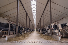 Cows Eating Hay During Milking Stand In The Cow Barn.