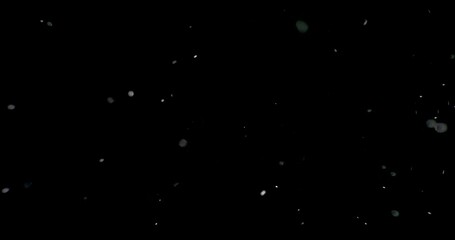 Wall Mural - white snowflakes falling from the sky fast against an isolated black background
