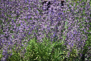 Purple Wildflowers