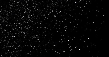 Wall Mural - white snowflakes falling slowly against an isolated black background.