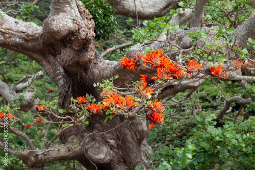 デイゴ 植物 真紅 風景 樹木 梅雨 Stock Photo Adobe Stock