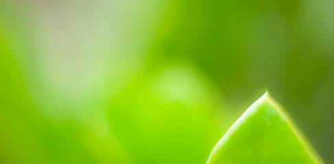 closeup nature view of blurred colorful leaf on background and sunlight, fresh wallpaper banner concept