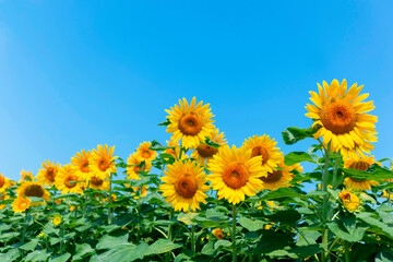  sunflower_2644