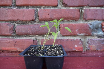 Wall Mural - Tomato Plant Start