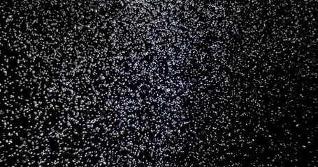 Wall Mural - snow falling against a black background.