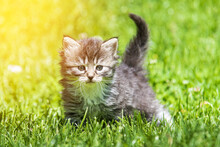 Kitten In The Green Grass