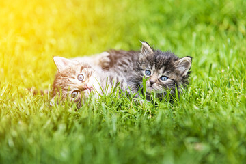 kitten in the green grass