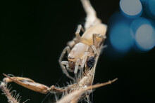 Lymph Orb Weaver Spider