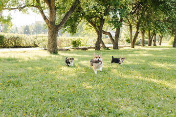 puppies and adult Corgi dogs on the green in the sunset play