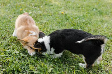 two Corgi puppies on the green in a Sunny sunset