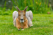 A large patagonian mara with a serious look sits on a green meadow.