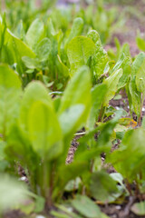 Daylight. Garden. Sorrel grows on it. Close-up,