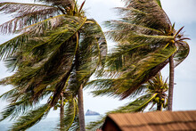 Coconut Trees Blowing In Very Strong Winds