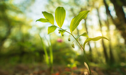 Poster - Sprout of plant portait and spring forest during sunset.