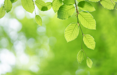 Canvas Print - Spring leaf and beautiful bokeh background.