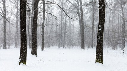 Poster - last snow blizzard in forest of city park on spring day